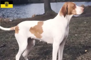 Lees meer over het artikel Braque Saint-Germain fokkers en pups in Baden-Württemberg