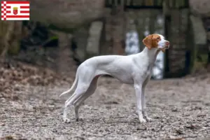 Lees meer over het artikel Braque Saint-Germain fokker en puppies in Bremen