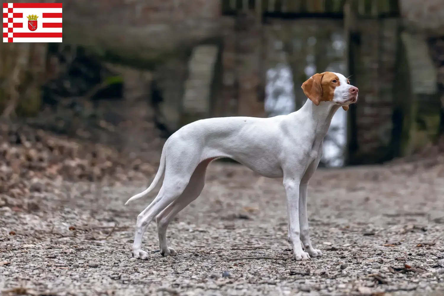 Braque Saint-Germain pups en fokkers Bremen Hier vind je Braque Saint-Germains fokkers in Bremen.