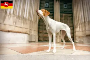 Lees meer over het artikel Braque Saint-Germain fokkers en pups in Nedersaksen