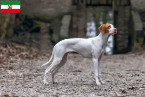 Lees meer over het artikel Braque Saint-Germain fokkers en pups in Noordrijn-Westfalen