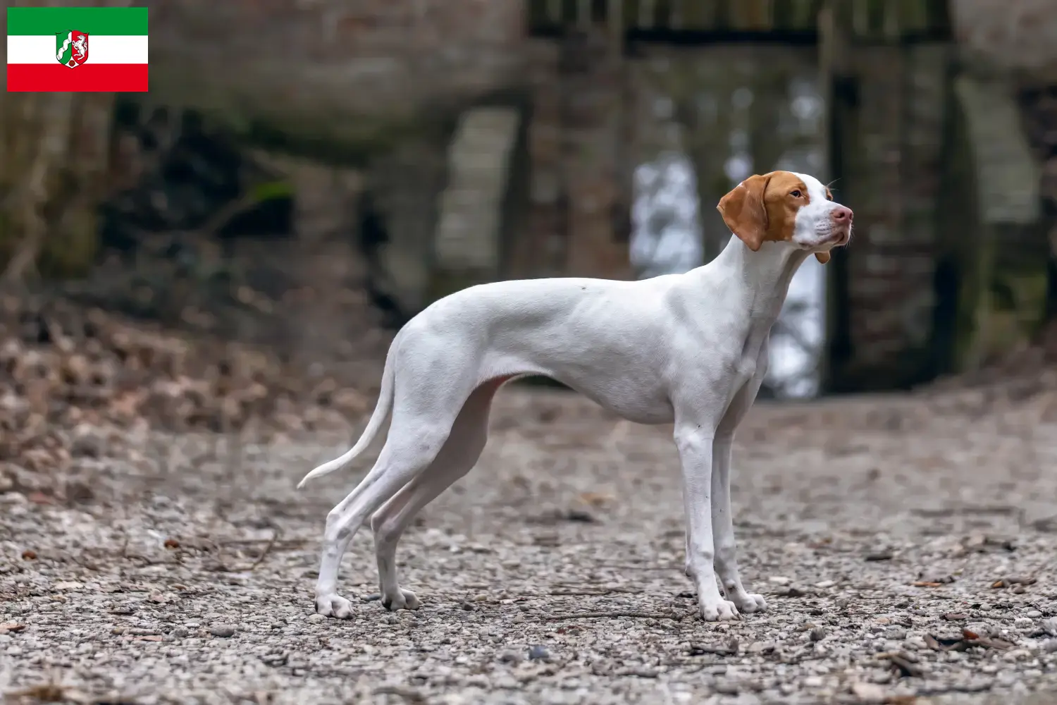 Braque Saint-Germain pups en fokkers Noordrijn-Westfalen Hier vind je Braque Saint-Germains fokkers in Noordrijn-Westfalen.