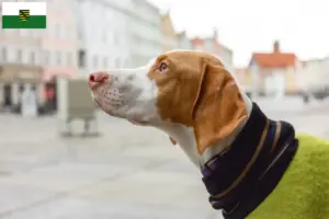 Lees meer over het artikel Braque Saint-Germain fokkers en pups in Saksen