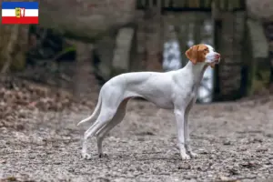 Lees meer over het artikel Braque Saint-Germain fokkers en pups in Sleeswijk-Holstein