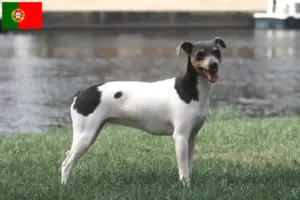 Lees meer over het artikel Braziliaanse Terrier Fokker en Puppies in Portugal
