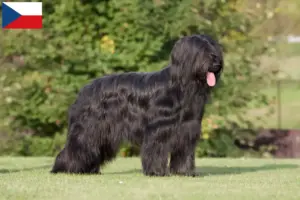 Lees meer over het artikel Briard fokkers en pups in Tsjechië
