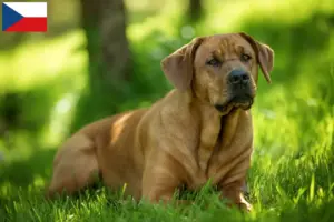 Lees meer over het artikel Broholm fokkers en pups in Tsjechië