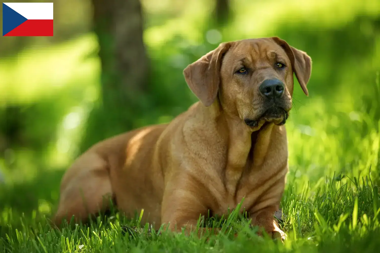 Lees meer over het artikel Broholm fokkers en pups in Tsjechië