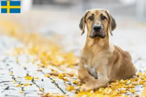 Lees meer over het artikel Broholm fokkers en pups in Zweden