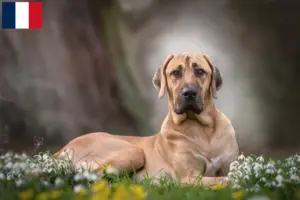 Lees meer over het artikel Broholm fokkers en pups in Frankrijk