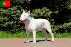 Lees meer over het artikel Bull Terrier fokkers en puppies in Portugal