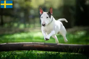 Lees meer over het artikel Bull Terrier fokkers en pups in Zweden