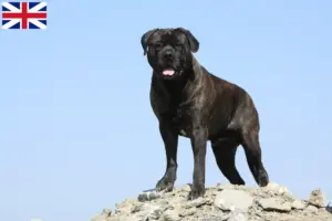 Lees meer over het artikel Bullmastiff fokkers en pups in Groot-Brittannië