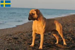 Lees meer over het artikel Bullmastiff fokkers en pups in Zweden