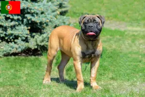 Lees meer over het artikel Bullmastiff fokkers en pups in Portugal