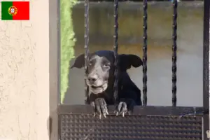 Lees meer over het artikel Ca de Bestiar fokkers en pups in Portugal