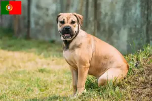Lees meer over het artikel Ca de Bou fokkers en pups in Portugal