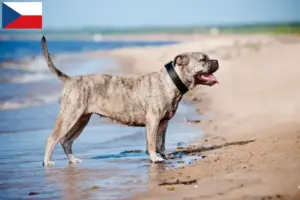 Lees meer over het artikel Ca de Bou fokkers en pups in Tsjechië