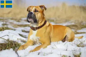 Lees meer over het artikel Ca de Bou fokkers en pups in Zweden