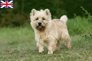 Lees meer over het artikel Cairn Terrier Fokkers en Puppies in Groot-Brittannië