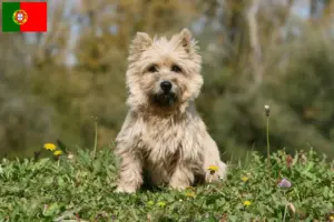 Lees meer over het artikel Cairn Terrier fokkers en puppies in Portugal