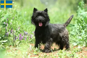 Lees meer over het artikel Cairn Terrier fokkers en pups in Zweden