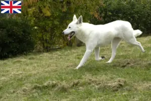 Lees meer over het artikel Canaan Hondenfokkers en Puppies in Nederland