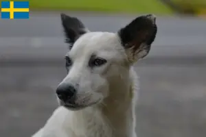 Lees meer over het artikel Canaan hondenfokkers en pups in Zweden