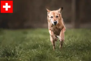 Lees meer over het artikel Canaan hondenfokkers en pups in Zwitserland