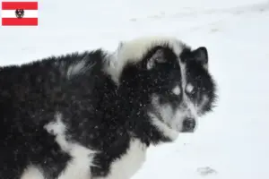 Lees meer over het artikel Canadese Eskimo Hondenfokker en Puppies in Oostenrijk