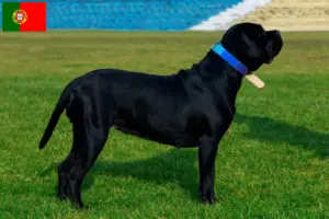Lees meer over het artikel Cane Corso Italiano fokkers en pups in Portugal