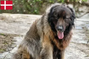 Lees meer over het artikel Cão Da Serra Da Estrela fokkers en pups in Denemarken
