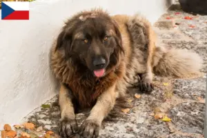 Lees meer over het artikel Cão Da Serra Da Estrela fokkers en pups in Tsjechië