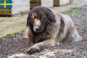 Lees meer over het artikel Cão Da Serra Da Estrela fokkers en pups in Zweden