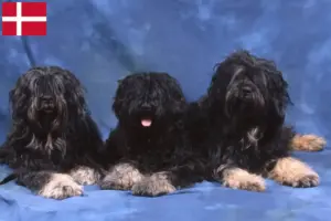 Lees meer over het artikel Cão da Serra de Aires fokkers en pups in Denemarken
