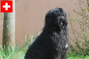 Lees meer over het artikel Cão de Agua português fokkers en puppies in Zwitserland