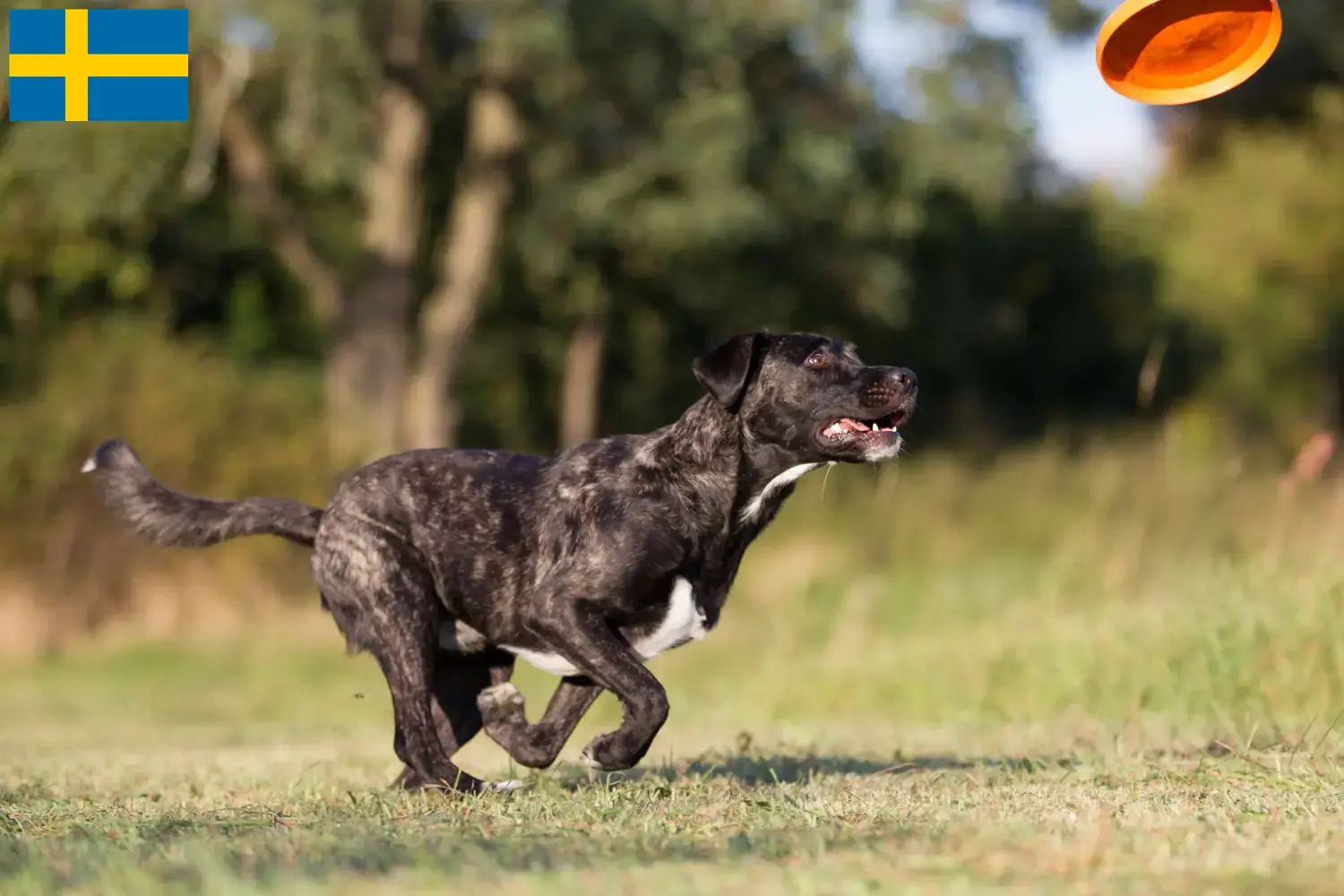 Lees meer over het artikel Cão Fila de São Miguel fokkers en pups in Zweden