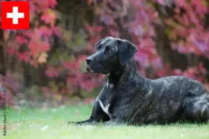 Lees meer over het artikel Cão Fila de São Miguel fokkers en pups in Zwitserland