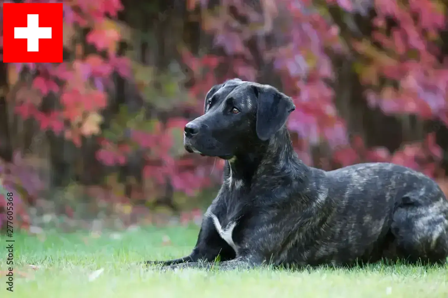 Lees meer over het artikel Cão Fila de São Miguel fokkers en pups in Zwitserland