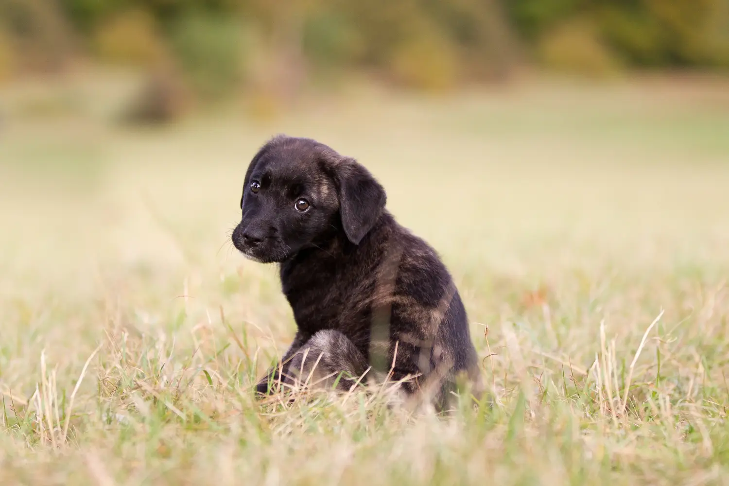 Een Cão Fila de São Miguel puppy kopen betekent verantwoordelijkheid nemen! Cão Fila de São Miguel puppy kopen.