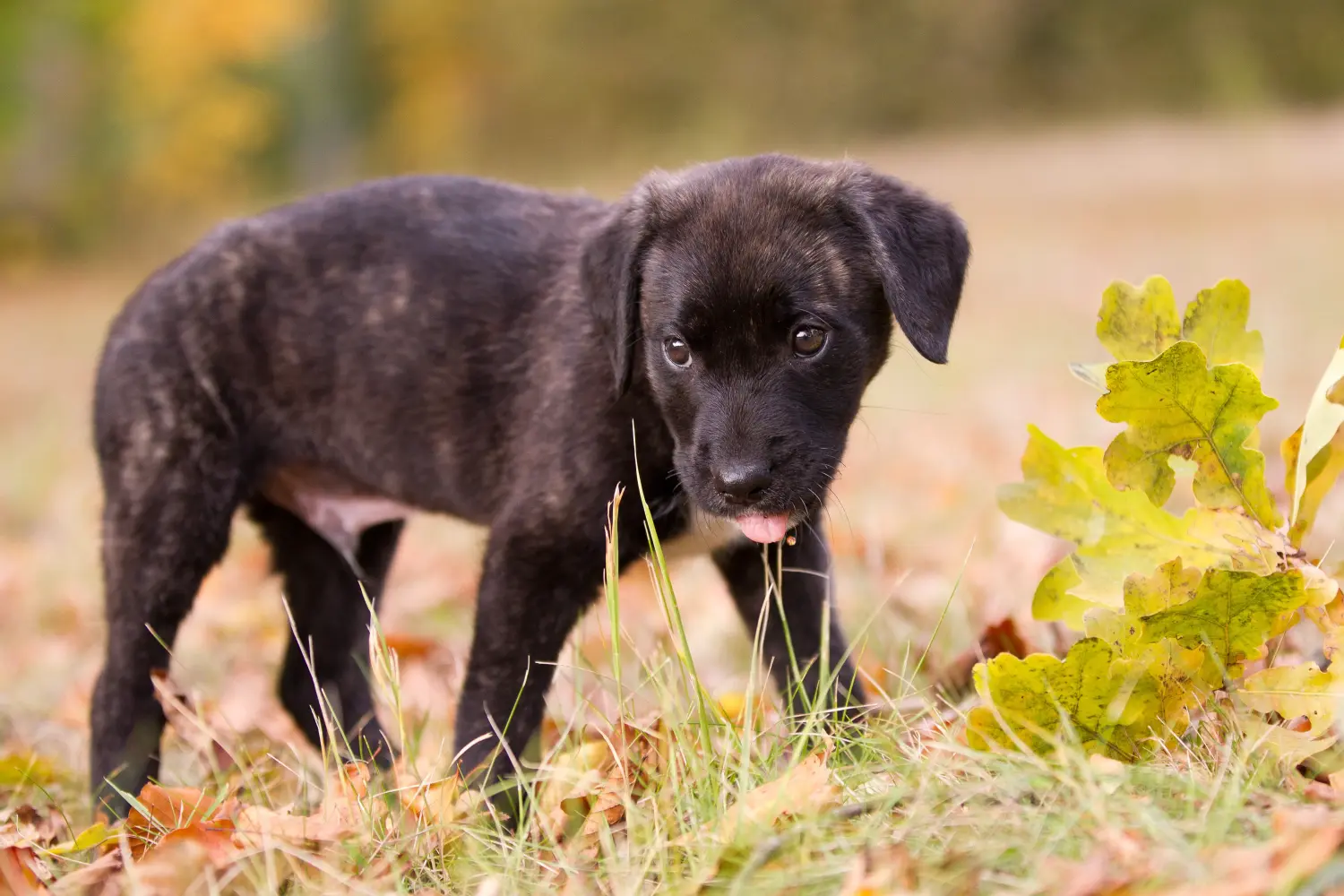 Een Cão Fila de São Miguel puppy kopen betekent verantwoordelijkheid nemen! Cão Fila de São Miguel puppy kopen.