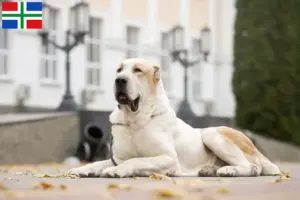 Lees meer over het artikel Centraal-Aziatische Herdershond fokker en pups in Groningen
