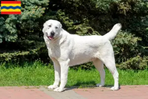 Lees meer over het artikel Centraal-Aziatische Herdershond fokker en pups in Overijssel