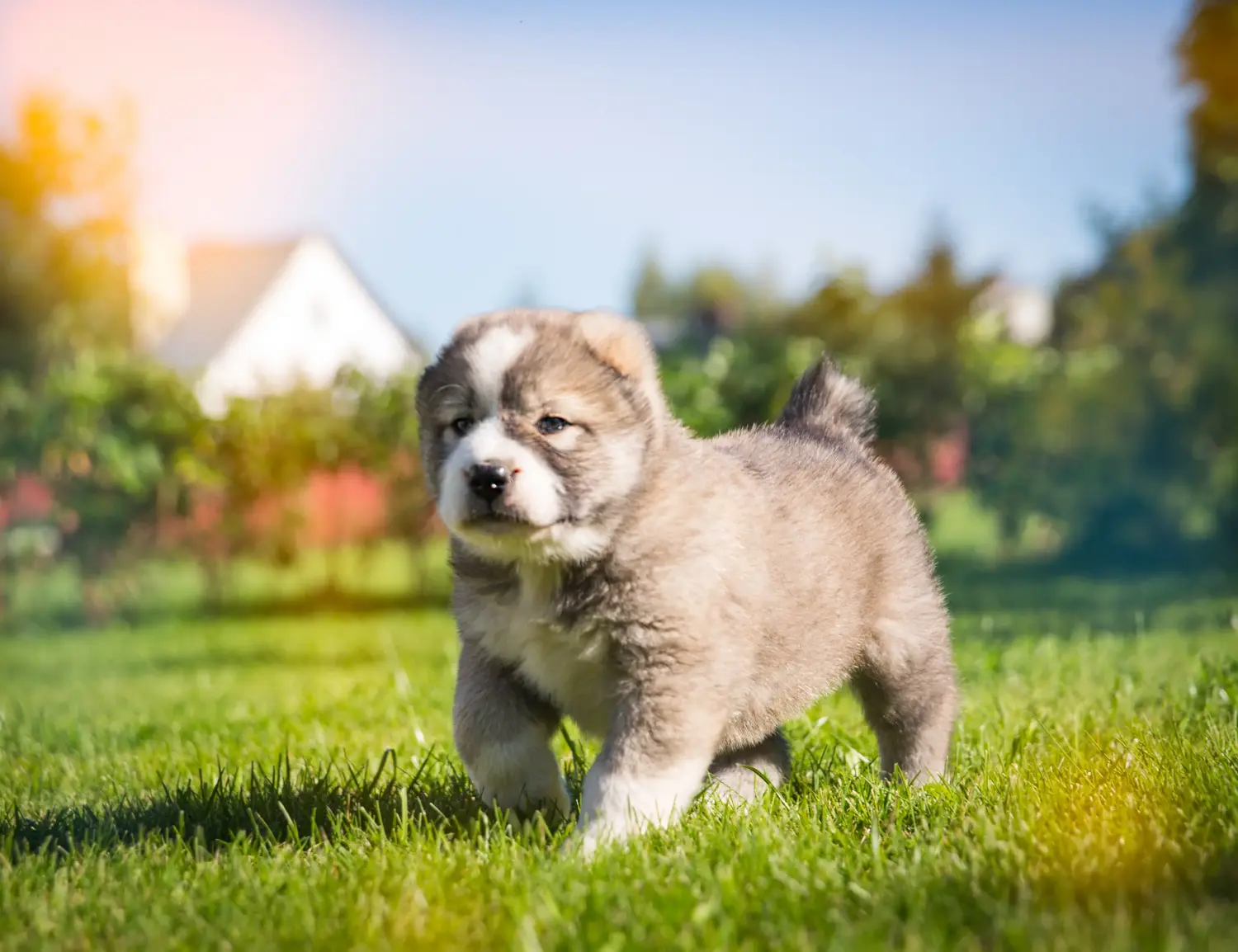 Een puppy van de Centraal-Aziatische Herder kopen betekent verantwoordelijkheid nemen! Centraal-Aziatische Herder puppy's kopen.