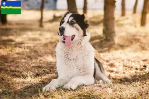 Lees meer over het artikel Centraal-Aziatische Herdershond fokker en pups in Flevoland