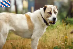 Lees meer over het artikel Centraal-Aziatische Herdershond Fokker en Puppies in Friesland
