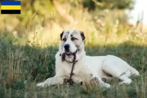 Lees meer over het artikel Centraal-Aziatische Herdershond fokker en pups in Gelderland