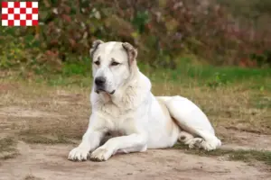 Lees meer over het artikel Centraal-Aziatische Herder fokkers en pups in Noord-Brabant