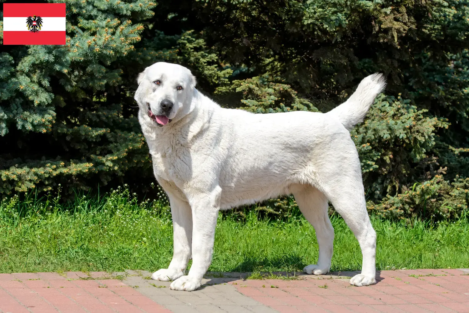 Centraal-Aziatische Herdershond pups en fokkers Oostenrijk Hier vind je fokkers van Centraal-Aziatische Herdershonden in Oostenrijk.