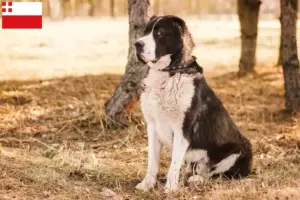 Lees meer over het artikel Centraal-Aziatische Herdershond fokker en pups in Utrecht